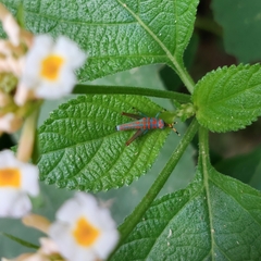 Catantopinae