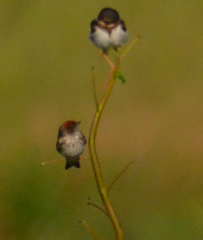Petrochelidon fluvicola