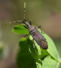 Dicranocephalus albipes