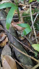 Myrmecia