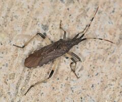 Dicranocephalus setulosus