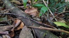 Myrmecia