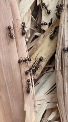 Dolichoderus thoracicus