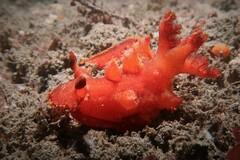 Plocamopherus imperialis