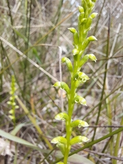 Microtis unifolia