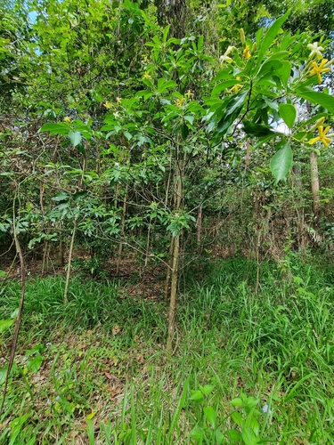 Hymenosporum flavum