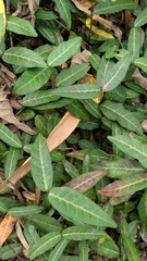 Trachelospermum asiaticum