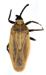 Catoplatus nigriceps