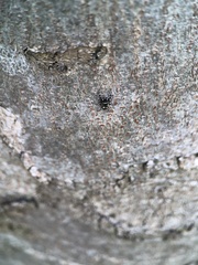 Carrhotus sannio
