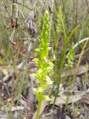 Microtis unifolia