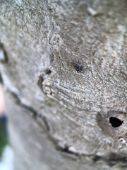 Carrhotus sannio