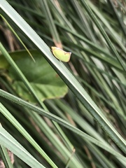 Salurnis marginella