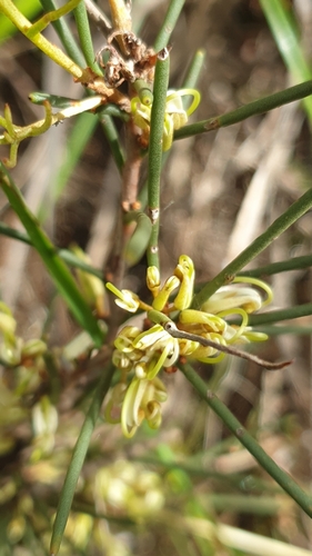 Image of Hakea vittata by (c) Rosalie Lawrence, some rights reserved (CC BY)