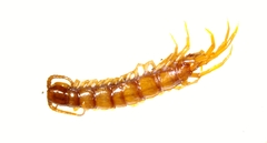 Lithobiidae