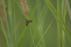 Thyrassia