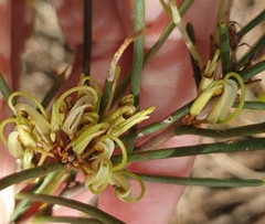 Hakea rugosa