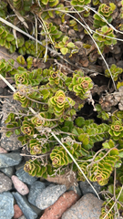 Veronica hookeriana