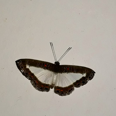 Nymphidium lisimon