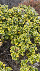 Brachyglottis bidwillii