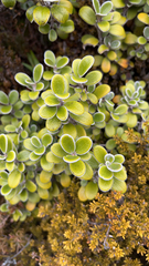 Brachyglottis bidwillii