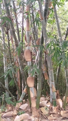 Dendrocalamus giganteus