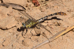 Dromogomphus spoliatus