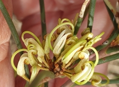 Hakea rugosa