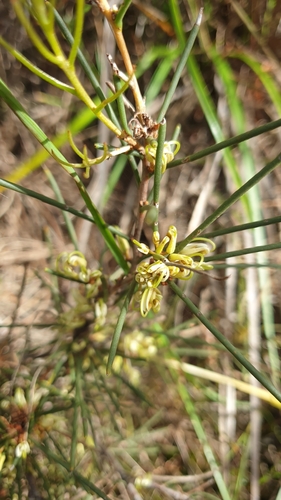 Image of Hakea vittata by (c) Rosalie Lawrence, some rights reserved (CC BY)