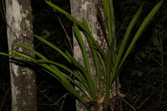 Cymbidium madidum