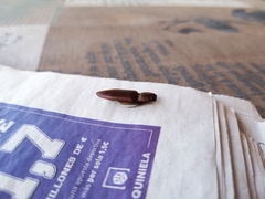 Stenagostus laufferi