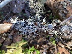 Hypogymnia enteromorpha