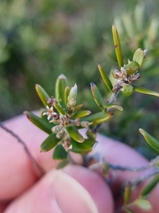 Agiortia pedicellata