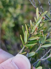 Agiortia pedicellata
