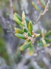 Agiortia pedicellata