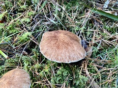 Suillus cavipes