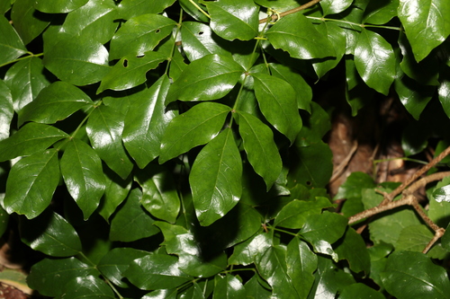 Image of Pandorea floribunda by (c) Greg Tasney, some rights reserved (CC BY-SA)