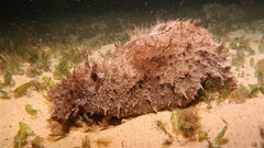 Dolabella auricularia