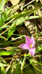 Romulea rosea australis