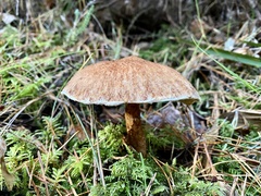 Suillus cavipes