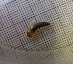 Ctenolepisma longicaudatum