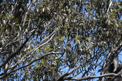 Stagonopleura guttata