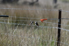 Stagonopleura guttata