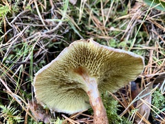 Suillus cavipes