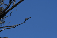 Stagonopleura guttata