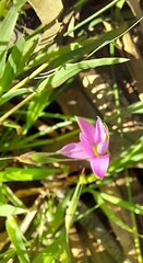 Romulea rosea australis