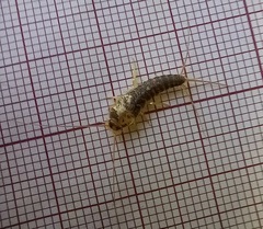 Ctenolepisma longicaudatum