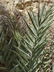 Phoenix dactylifera