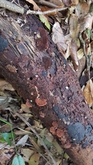 Hymenochaete setipora
