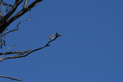 Stagonopleura guttata