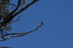 Stagonopleura guttata